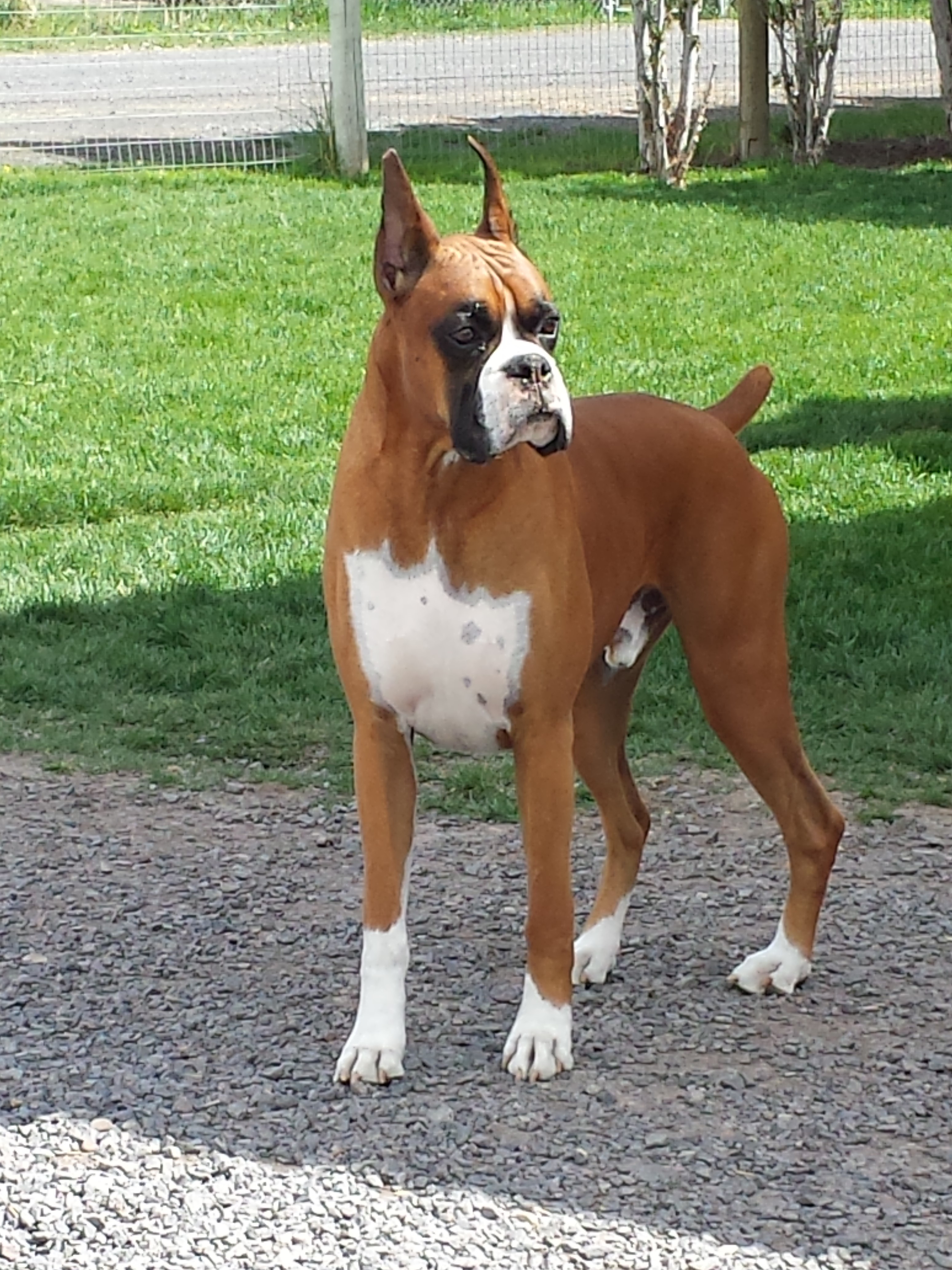 Hi Desert Bend It Like Beckham - Sire