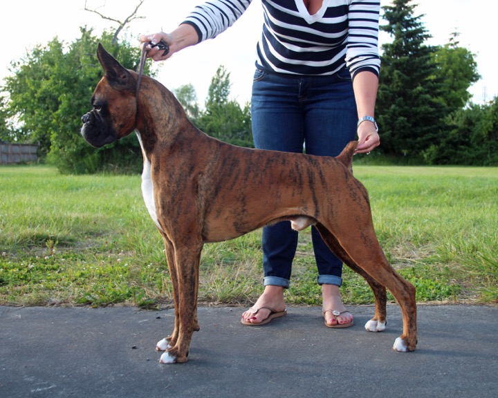 MEPHISTO'S BREAKING BAD - Sire