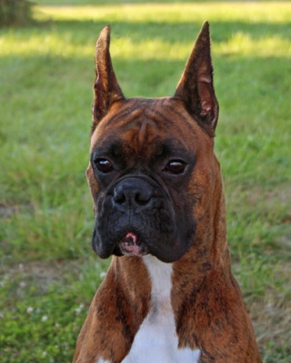 MEPHISTO'S BREAKING BAD - Sire