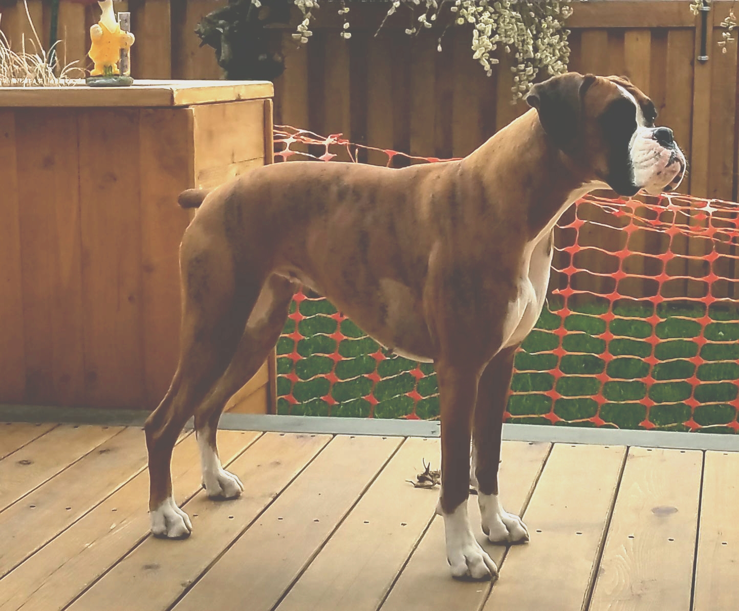 Garden Valley Boxers Jo Jo - Dam