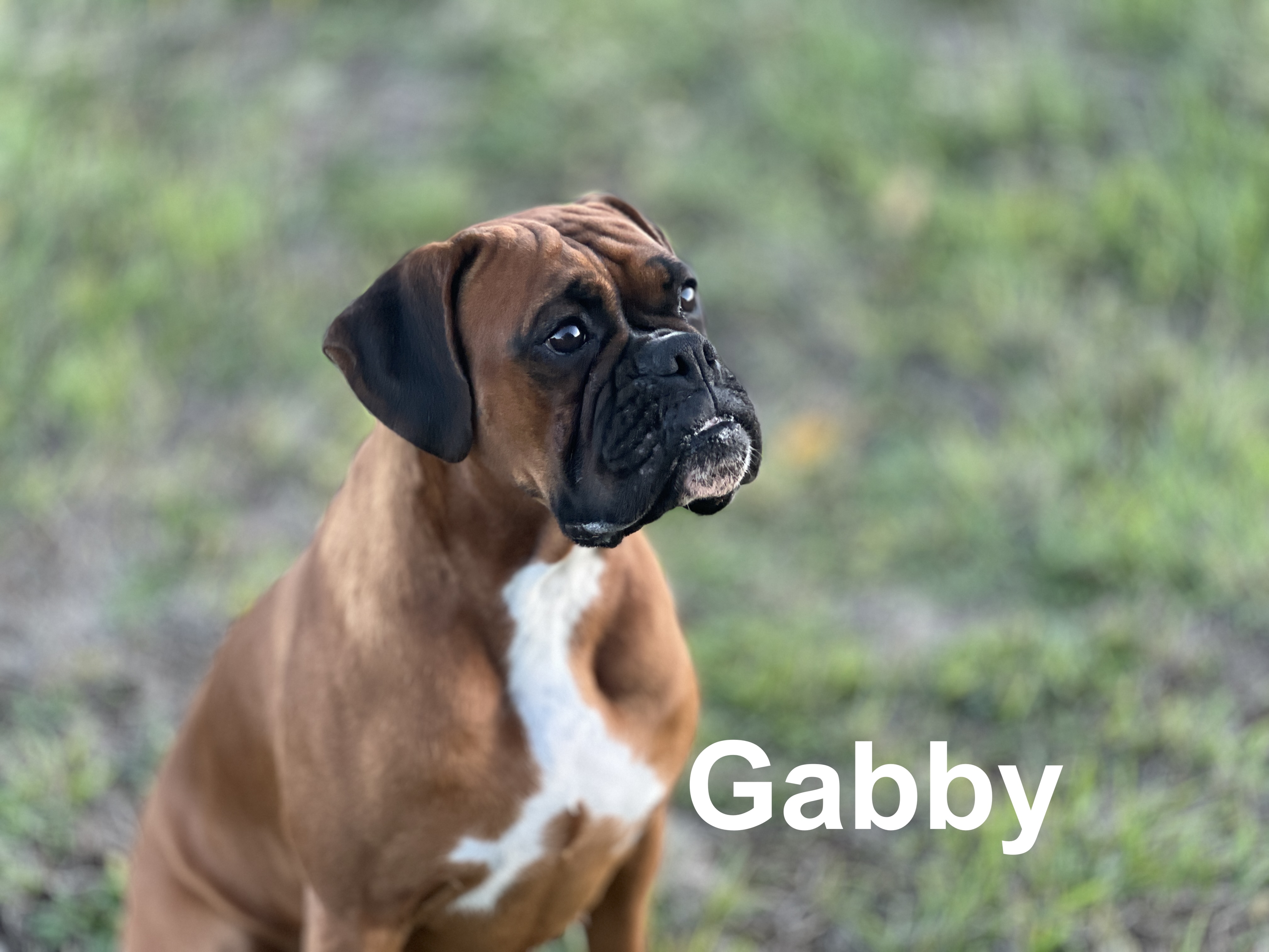 Garden Valley Boxers Gabriela