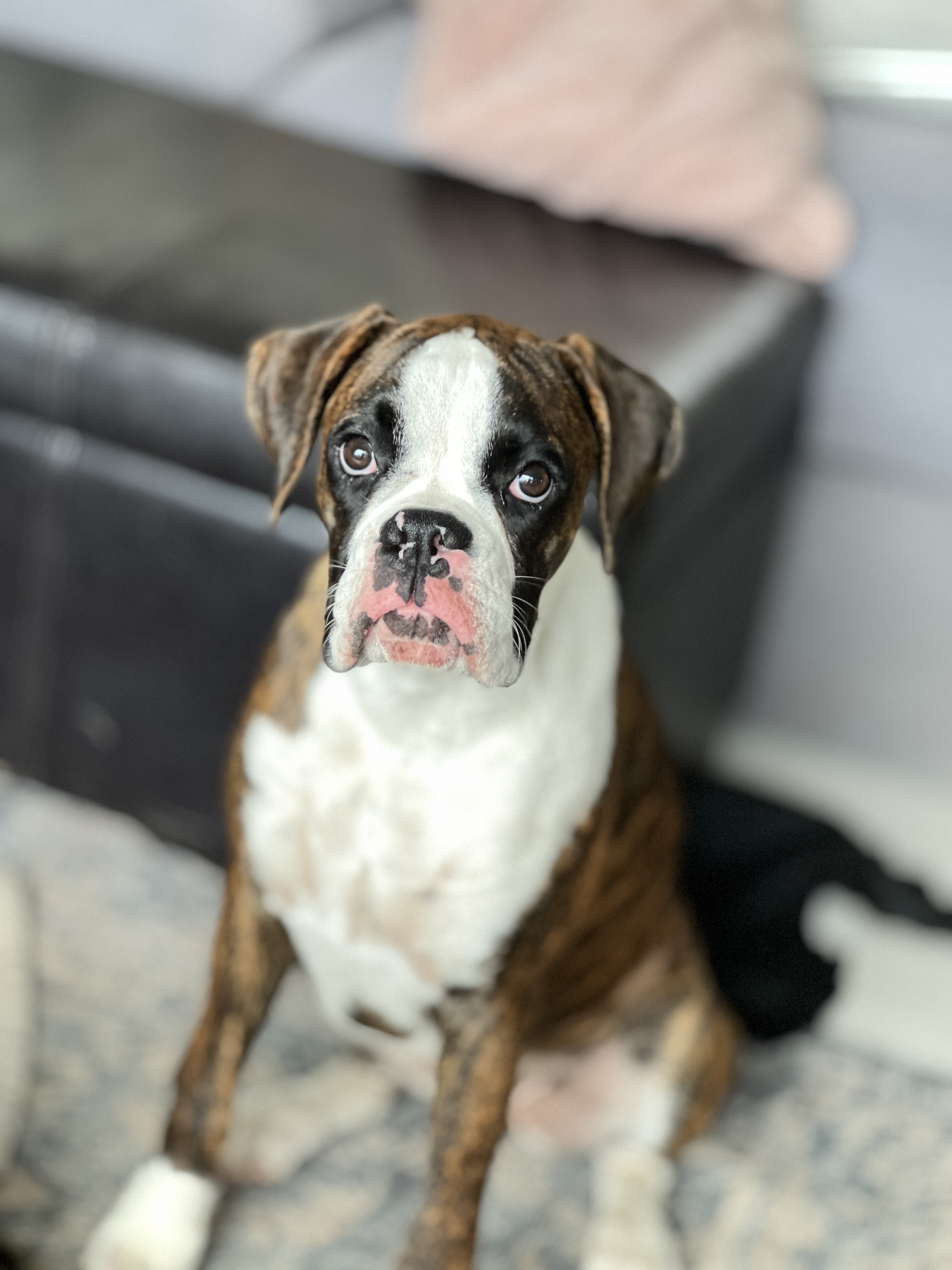 Garden Valley Boxers Daisiana - Dam