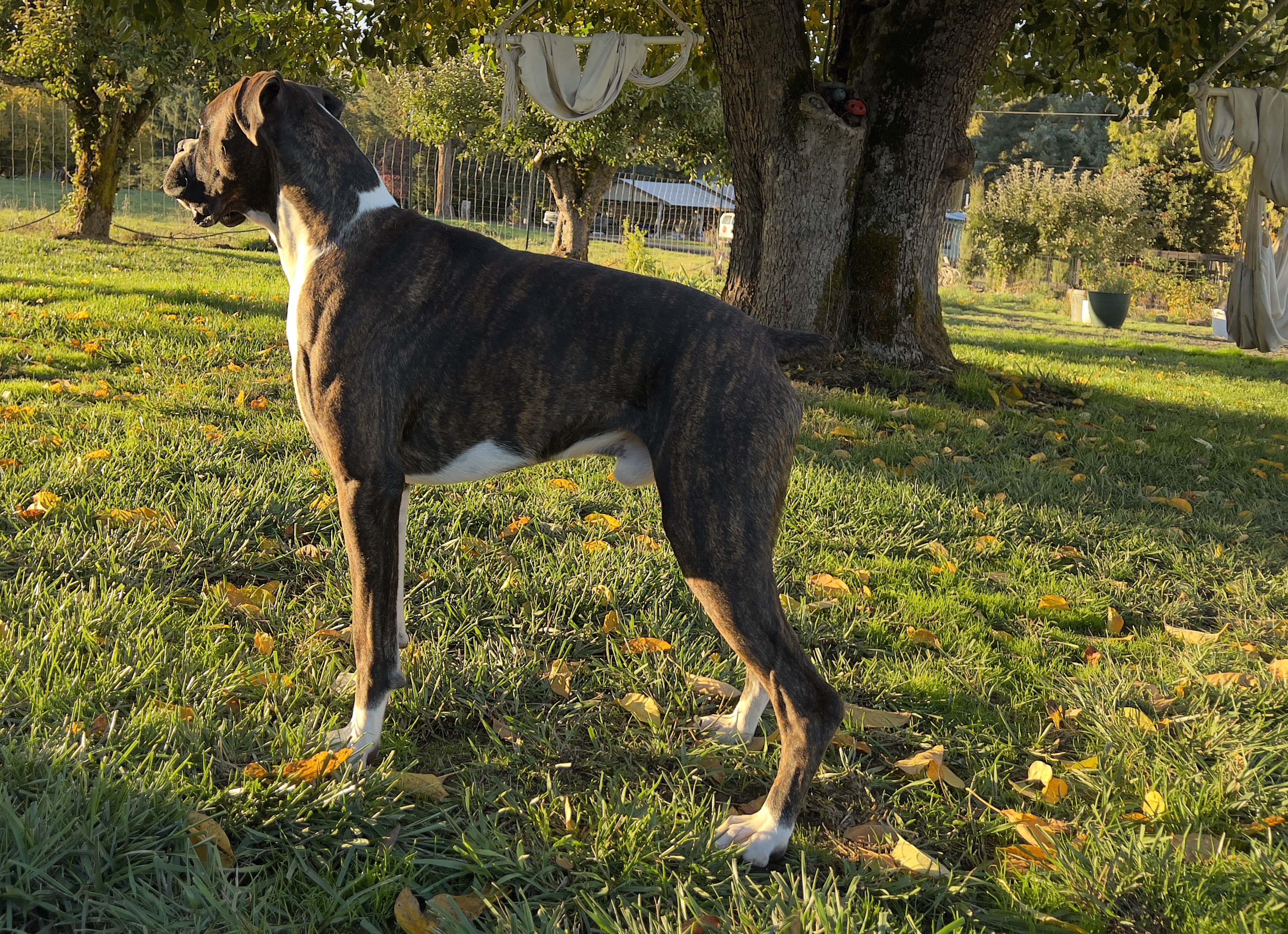 Garden Valley Boxers Abraham - Sire