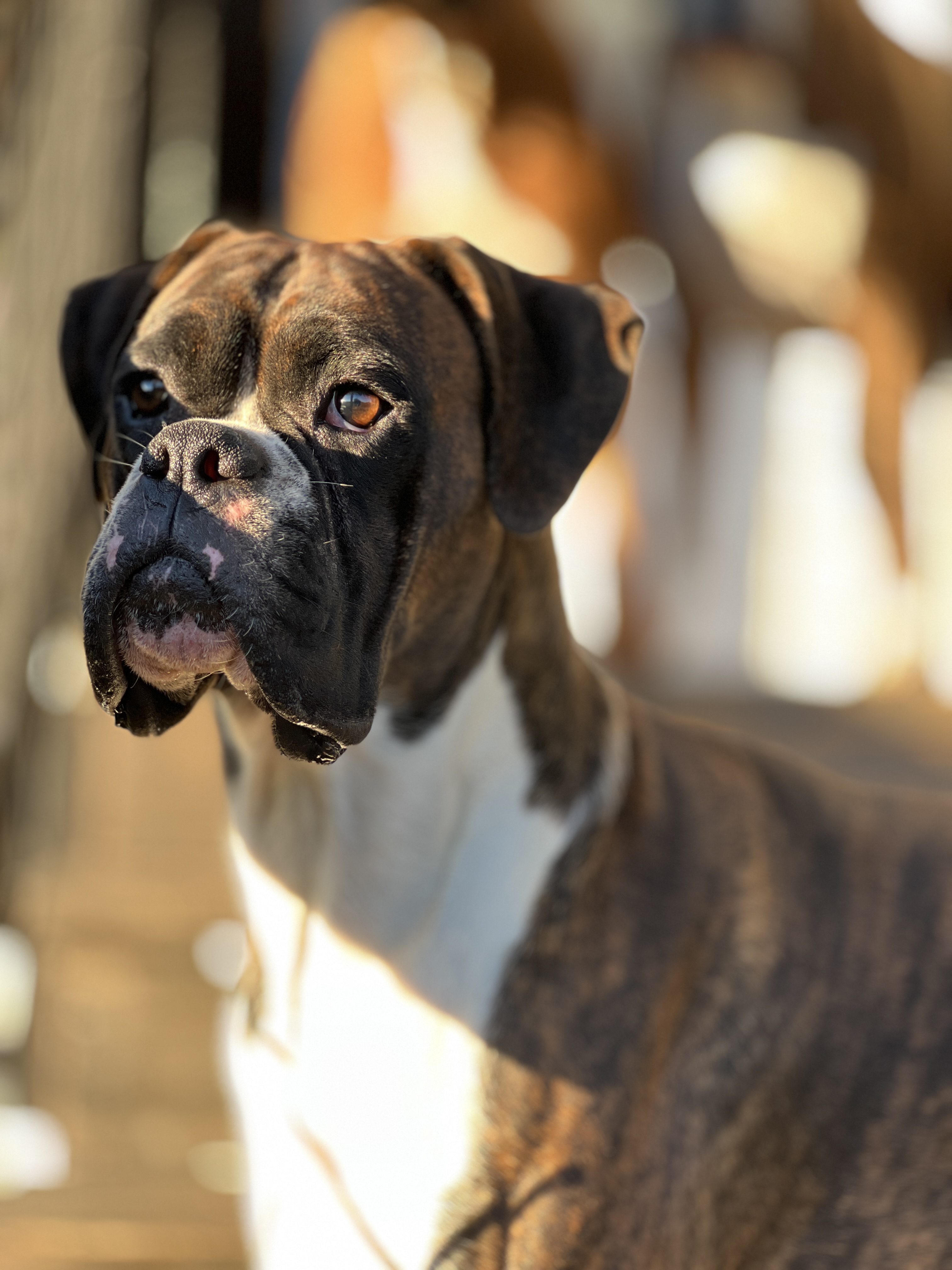 Garden Valley Boxers Abraham