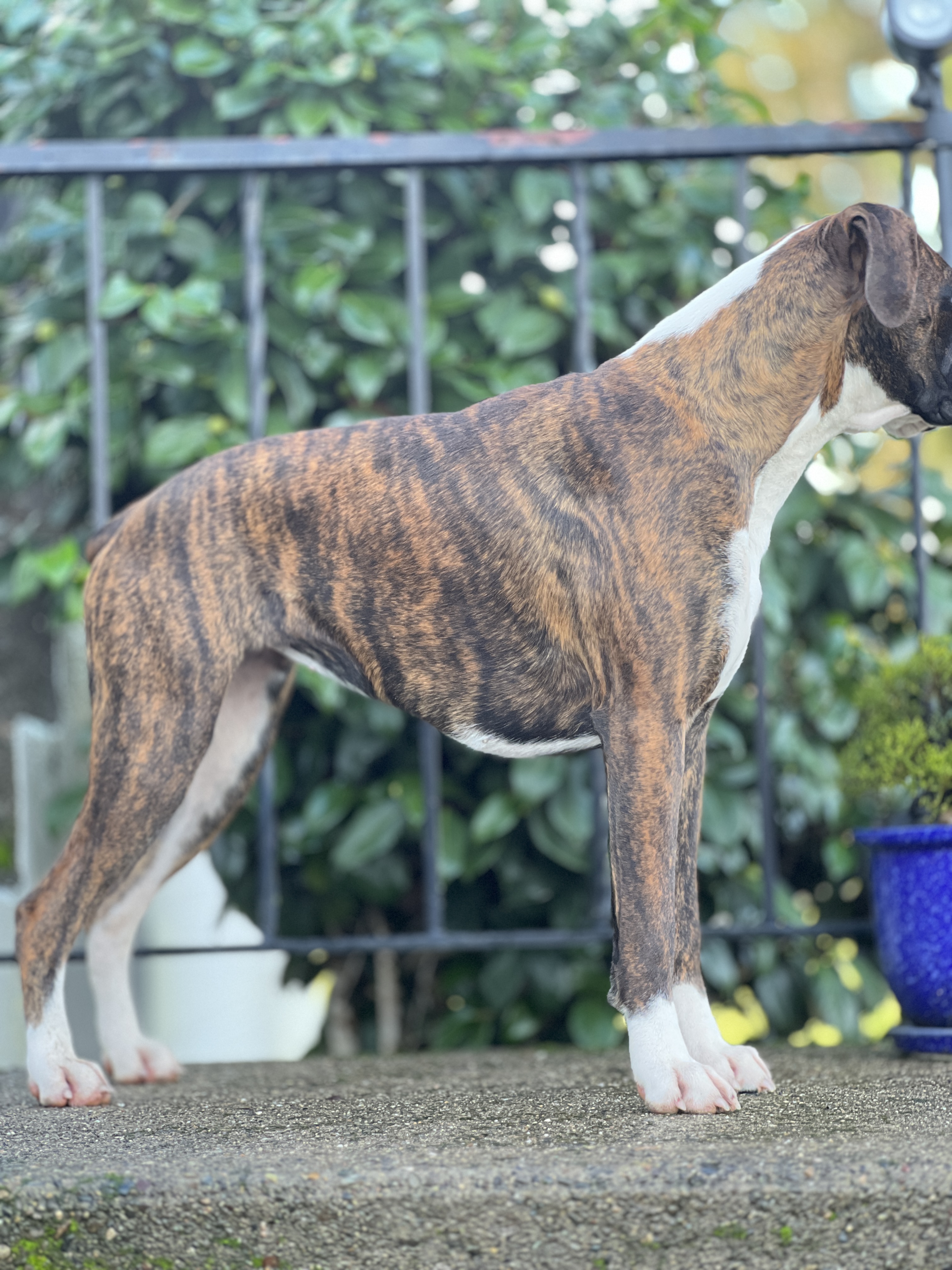 Garden Valley Boxers Daisiana - Dam