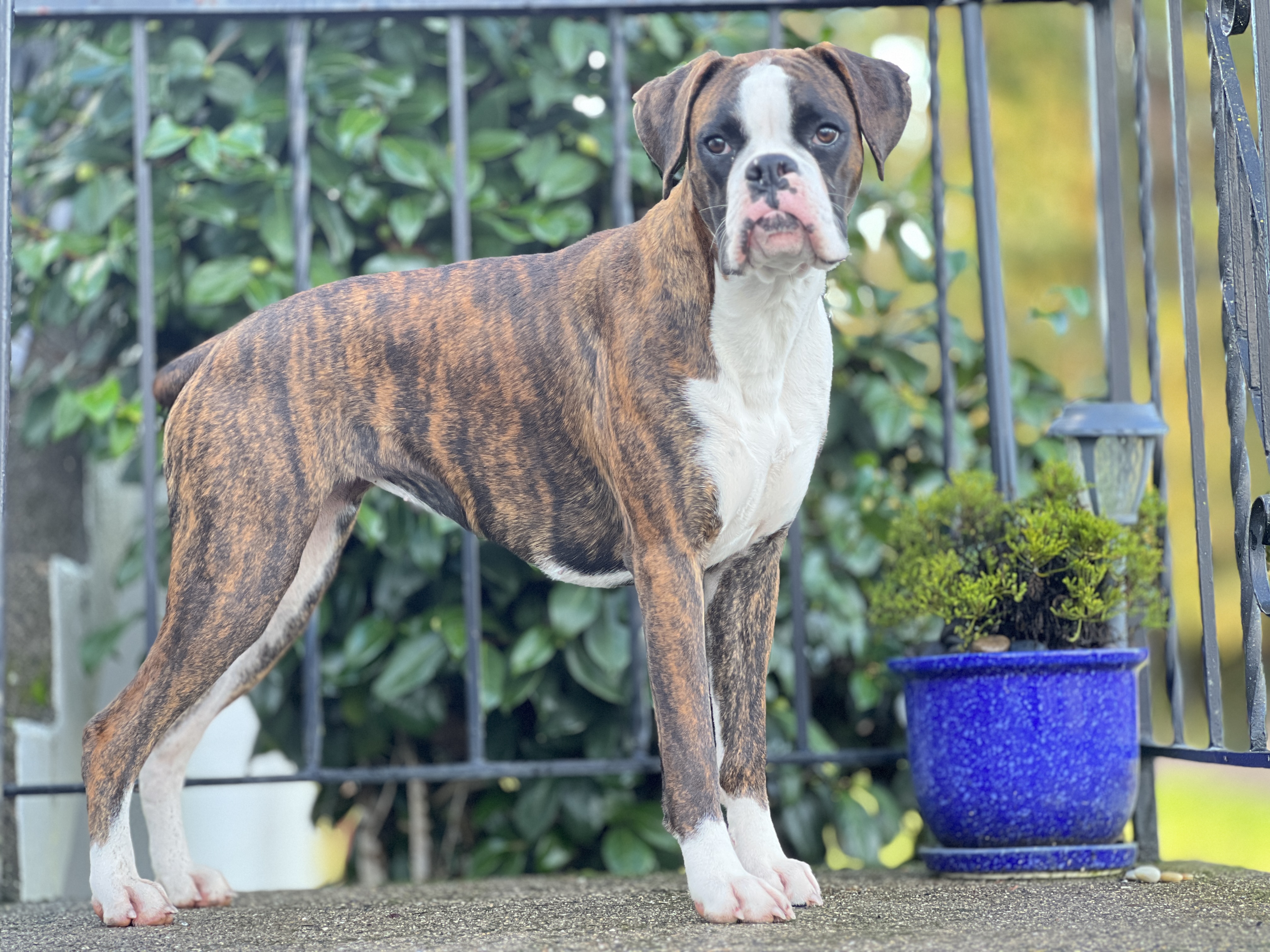 Garden Valley Boxers Daisiana - Dam