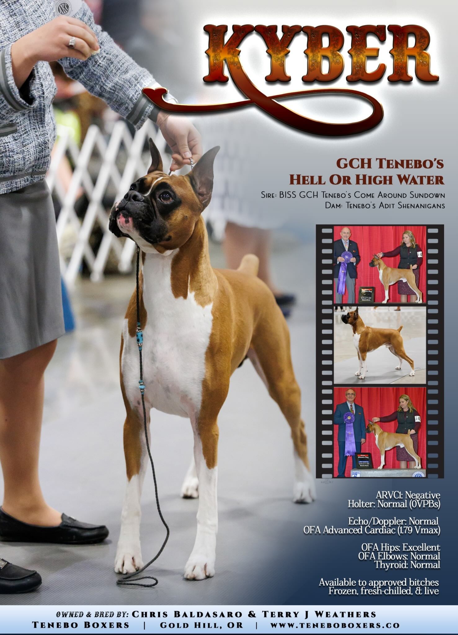 GCH CH TENEBO'S HELL OR HIGH WATER