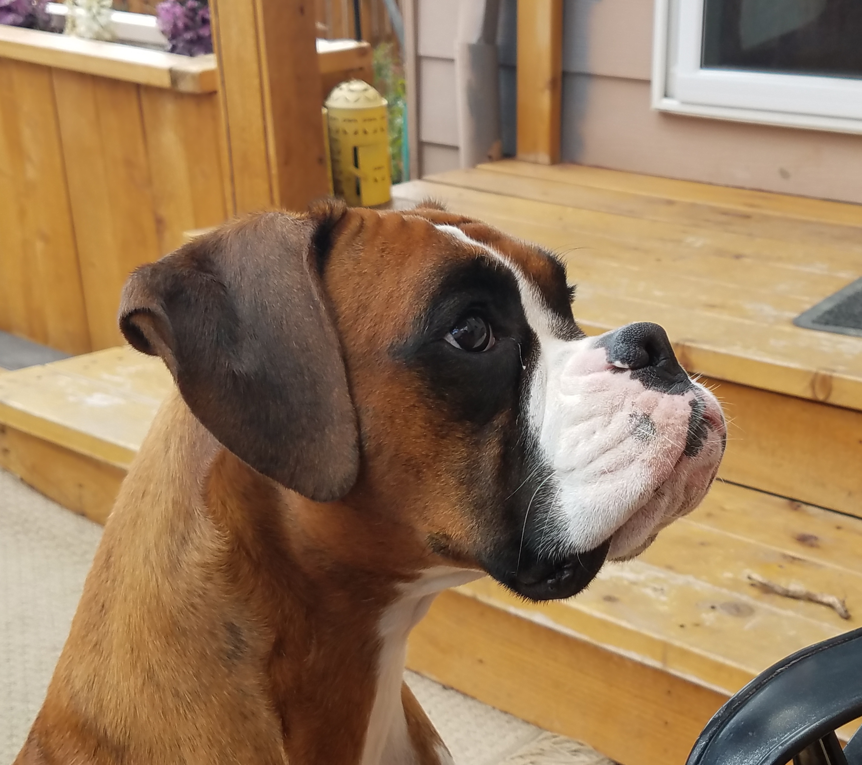 Garden Valley Boxers Jo Jo