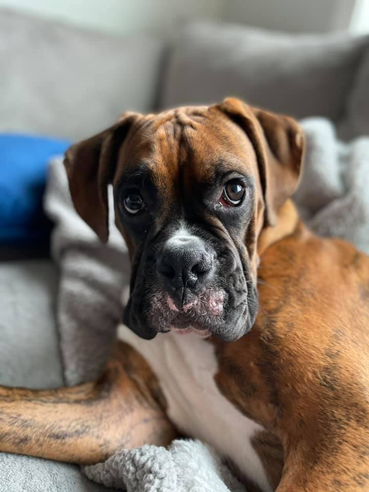 Bugsy - Kelly PG's family