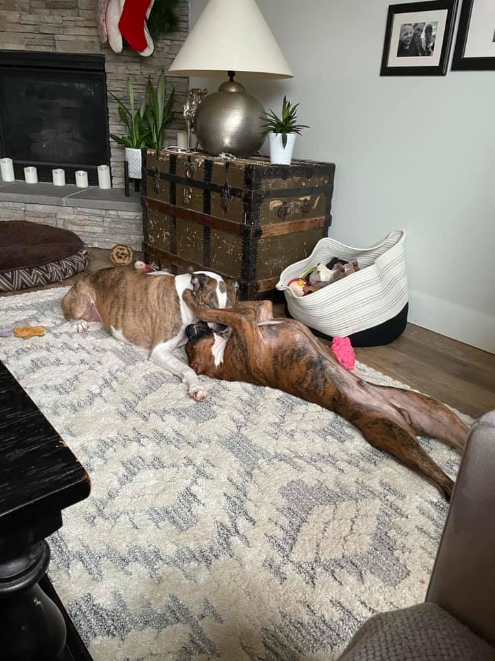 Bugsy - Kelly PG's family