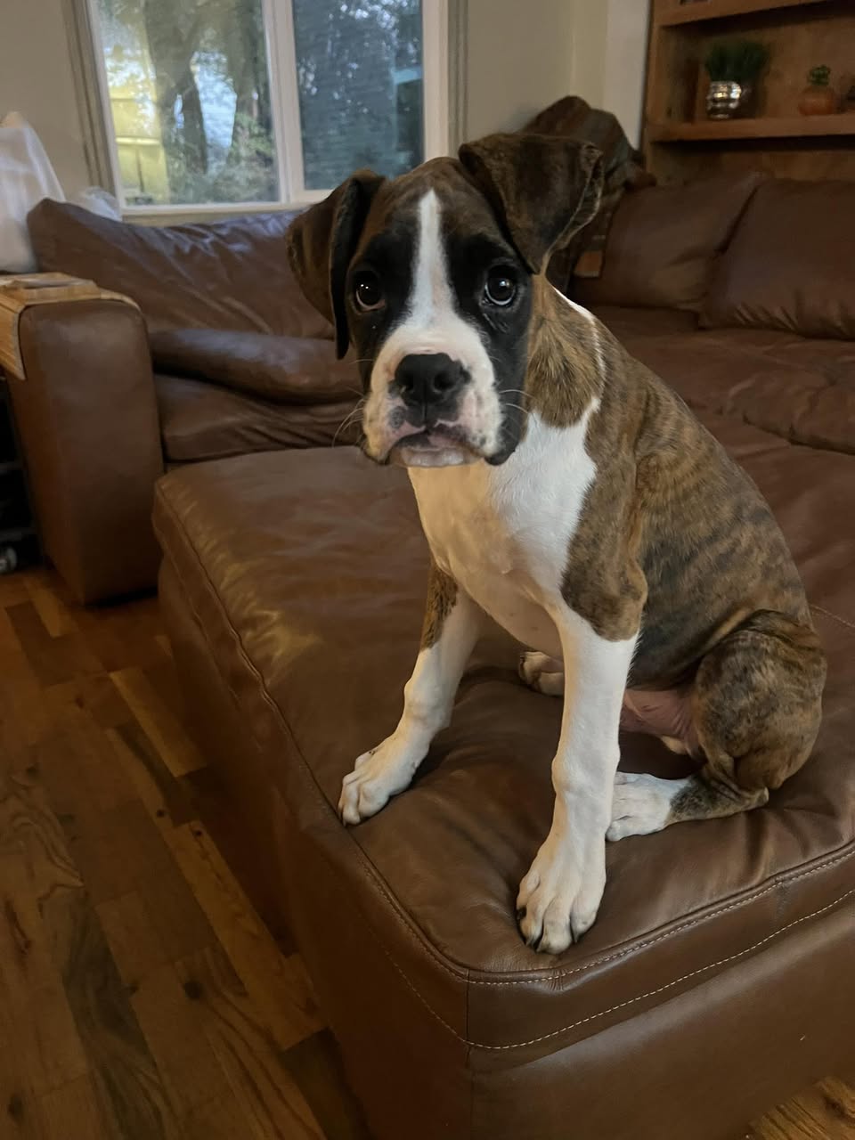 Goose - Haley R's family