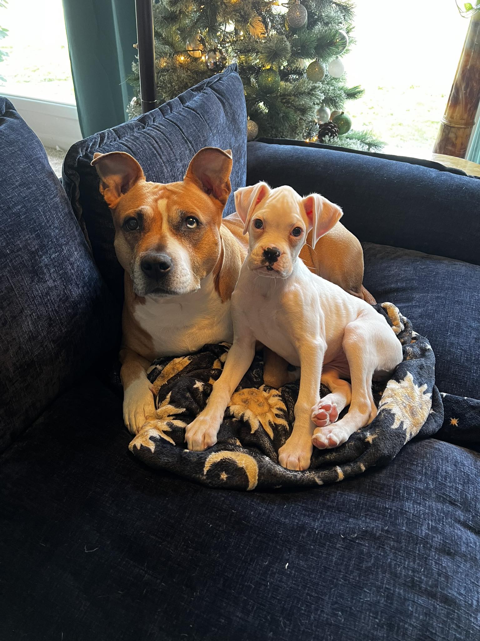 Petunia aka Tuna - Cassidy G's family