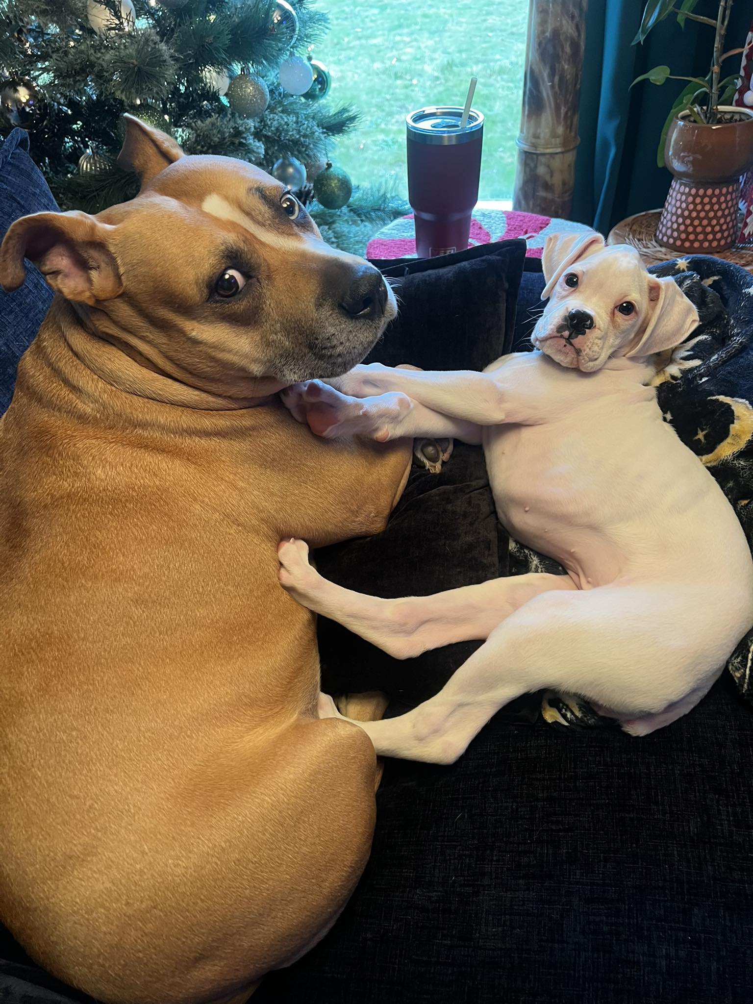 Petunia aka Tuna - Cassidy G's family