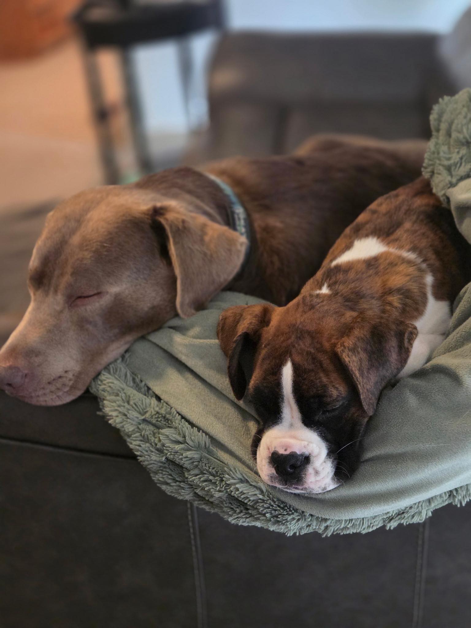 Goose - Haley R's family