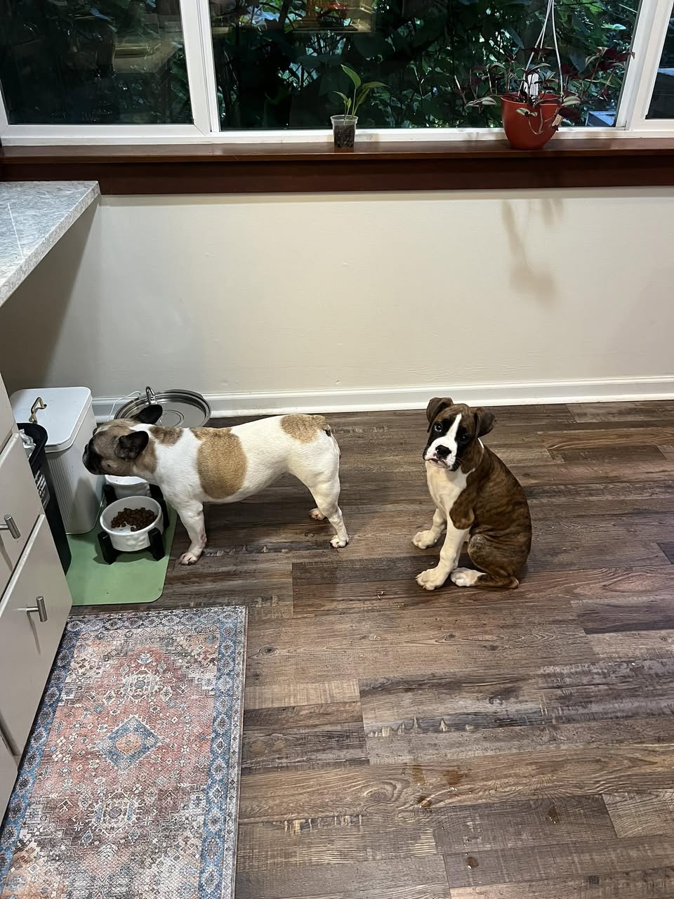 Goose - Haley R's family